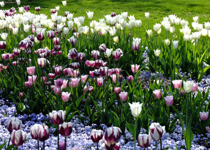 Jardin fleuri au printemps