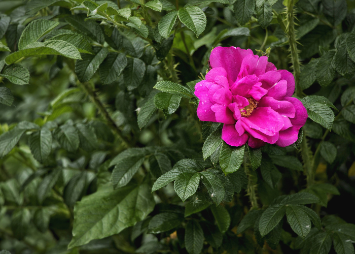 fleur à l'arrivée du printemps